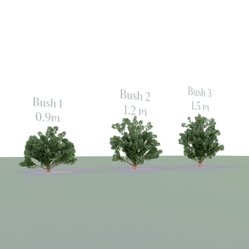 Three Bush's preview image